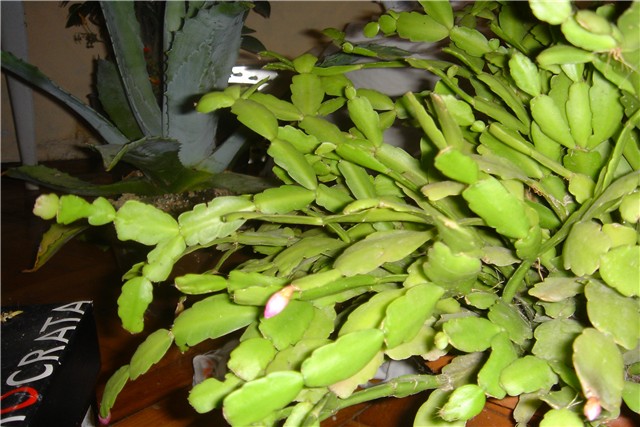 kaktus
